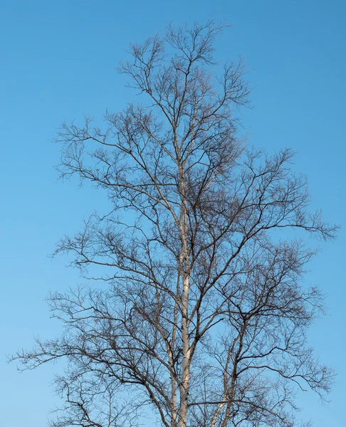 Kronen von Birken. — Stockfoto