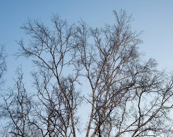 バーチの木の王冠. — ストック写真