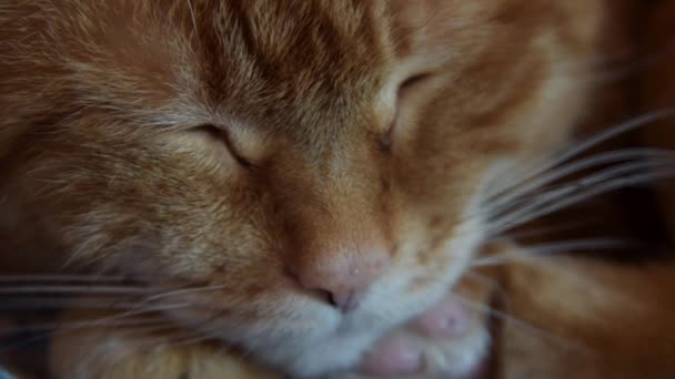 Sleepy cat. — Stock Video