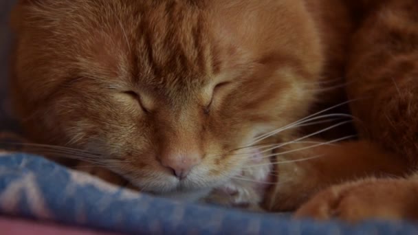 Gato soñoliento . — Vídeo de stock