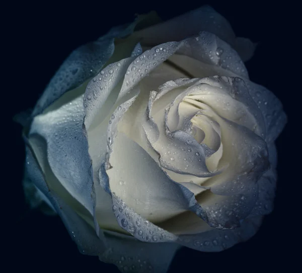 Faded rose. — Stock Photo, Image