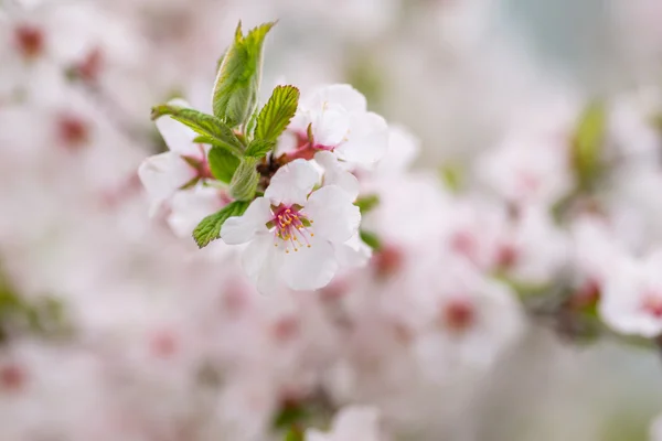 Flores de cerezo. —  Fotos de Stock