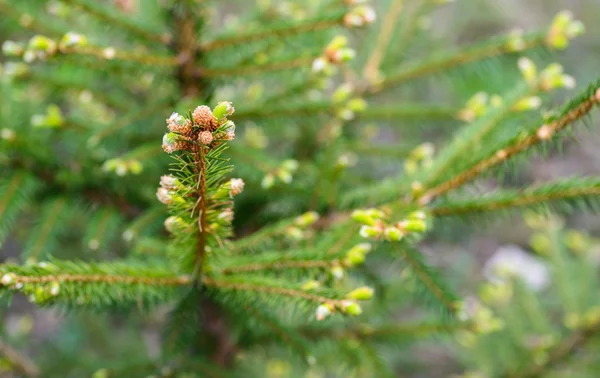 Pine branches. — Stock Photo, Image