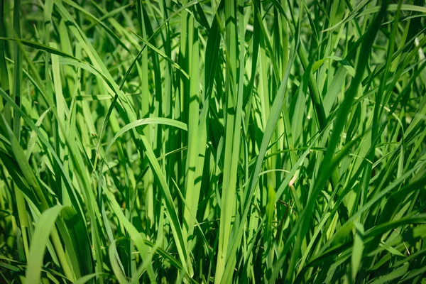 Свіжої зеленої траві . — стокове фото