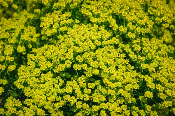 Żółte kwiaty z mrówkami. — Zdjęcie stockowe