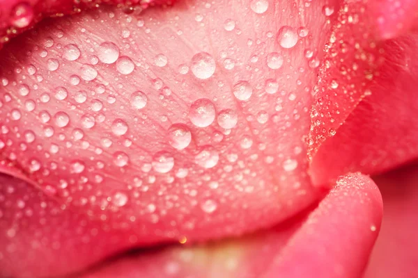 Gota de água em pétalas . — Fotografia de Stock