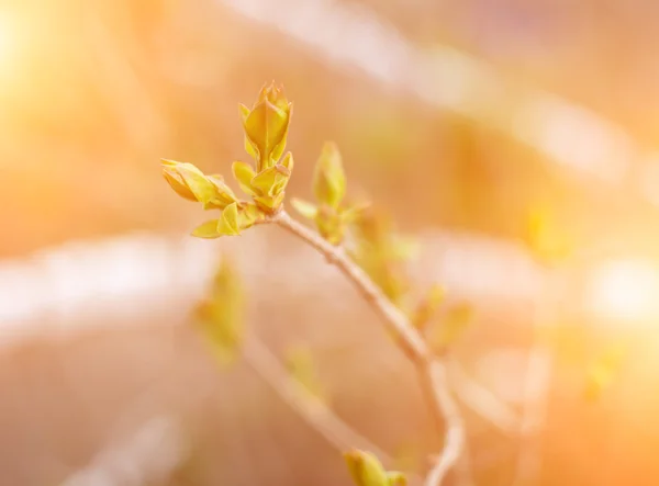 Grüne Knospe im Frühling. — Stockfoto