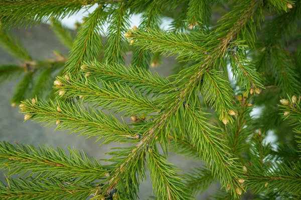 Pine branches. — Stock Photo, Image