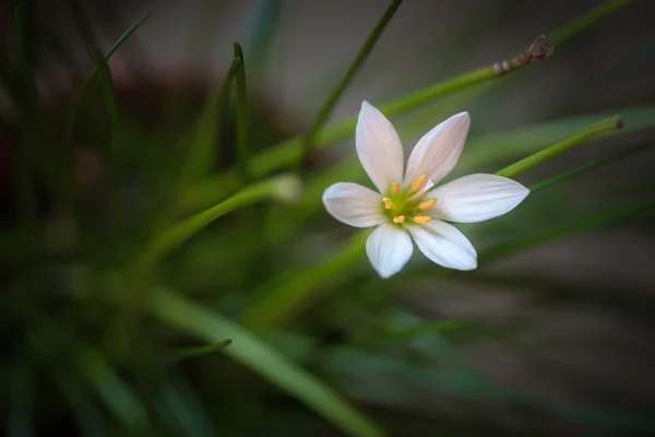 Flor branca close-up. — Fotografia de Stock