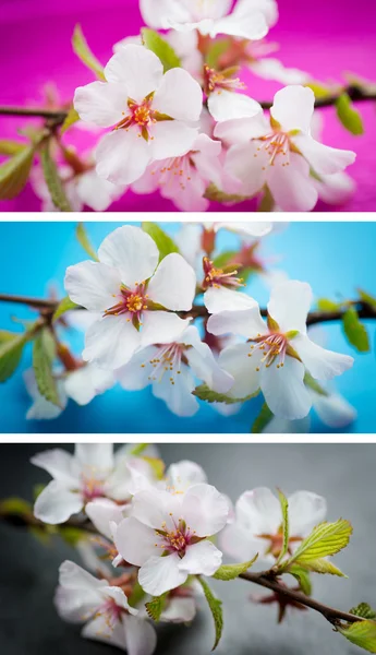Cherry flowers. — Stock Photo, Image
