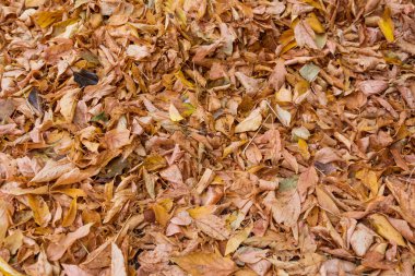 solmuş sonbahar yaprakları.