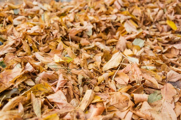 Verwelkte aren Herfstbladeren. — Stockfoto