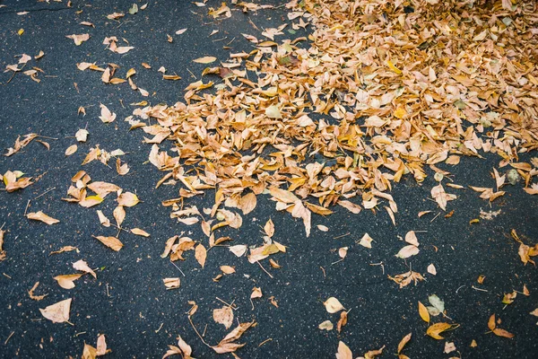 Withered autumn leaves. — Stock Photo, Image