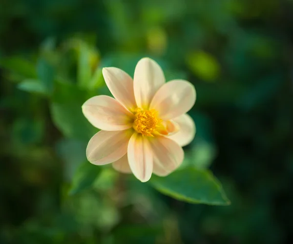 Flor cosmos . — Fotografia de Stock