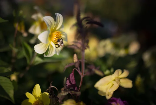 Bumble bee kanały na kwiat. — Zdjęcie stockowe