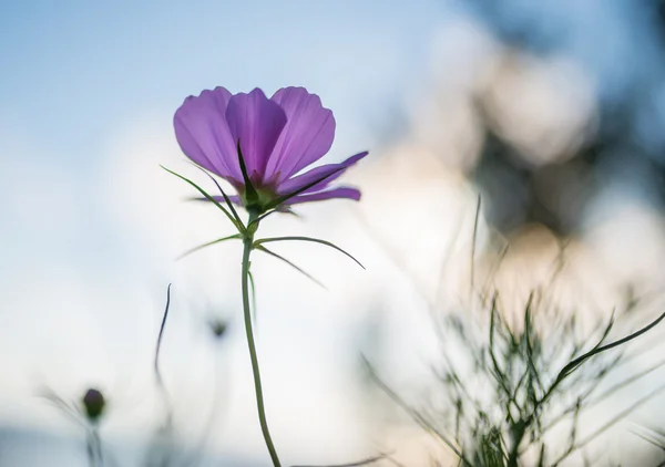 코스모스 꽃. — 스톡 사진