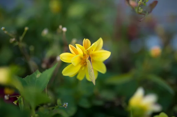 Papillon se nourrissant de fleurs jaunes . — Photo