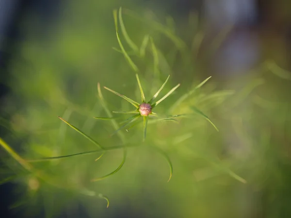 Bourgeon de fleur . — Photo