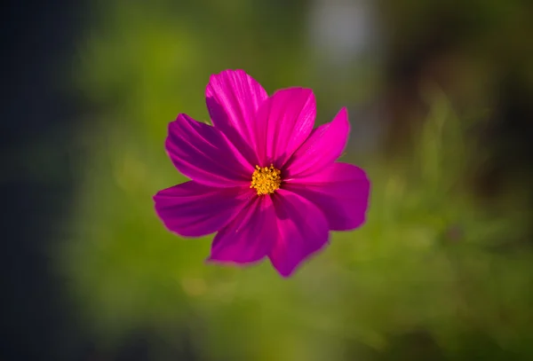 Flor cosmos . — Fotografia de Stock