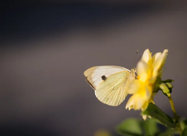Cabbage butterfly feeding on flower. — Stock Photo, Image