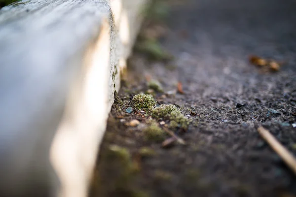 Green moss on road. — Stock Photo, Image