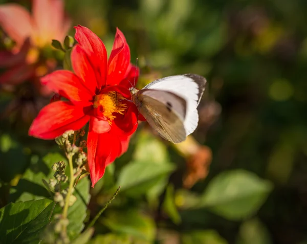 Λάχανο πεταλούδα σίτισή σε λουλούδι. — Φωτογραφία Αρχείου