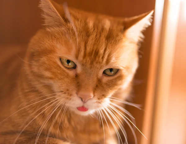 Piękny czerwony kot. — Zdjęcie stockowe