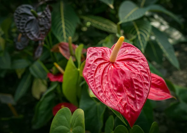 Anthurium andraeanum in garden. — Stock Photo, Image