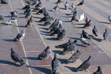 gri şehir güvercinleri.
