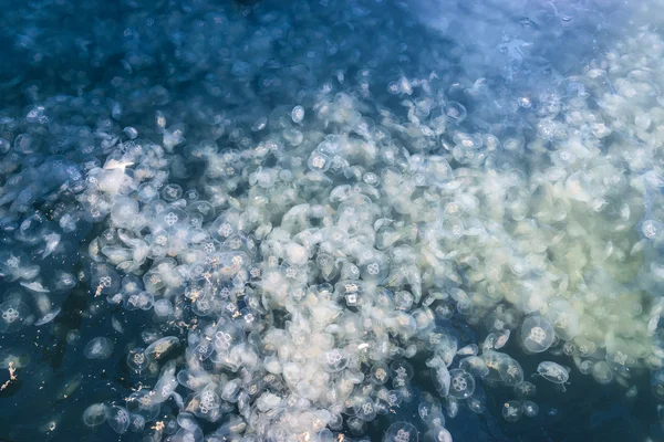 Quallen-Aurelia im Wasser. — Stockfoto