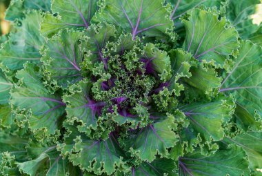 Dekoratif Bahçe lahana.