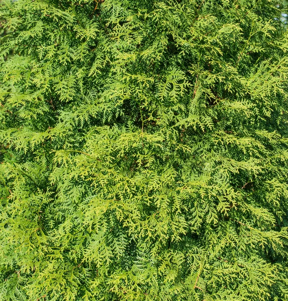 Green branches as background. — Stock Photo, Image