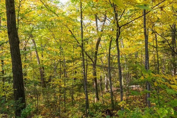In de herfst bos. — Stockfoto
