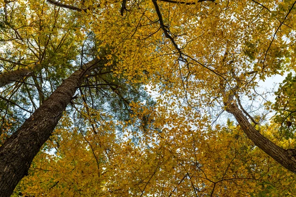 In de herfst bos. — Stockfoto