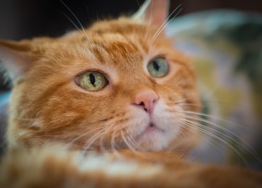 çok güzel kırmızı kedi.