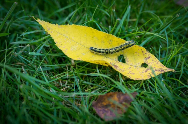 Caterpillar on withered autumn leaf. — Stock Photo, Image