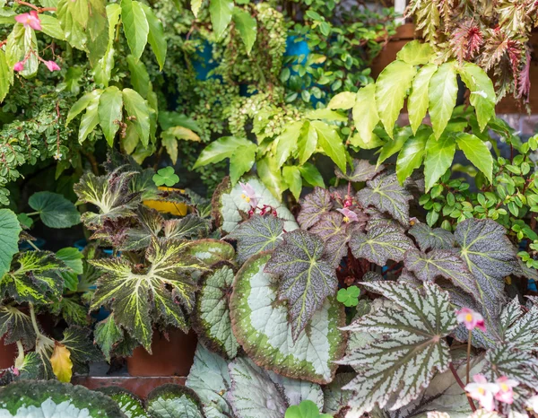 Växter som naturlig bakgrund. Stockbild