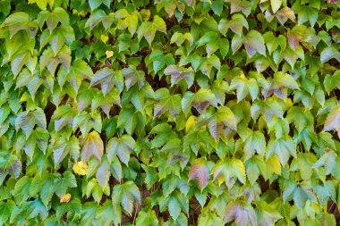 Duvardaki Ivy.