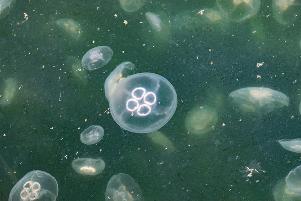 Medusas Aurelia en agua contaminada . —  Fotos de Stock