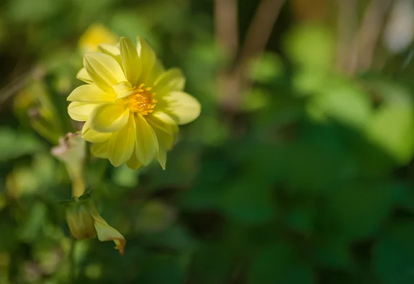 노란 코스모스 꽃. — 스톡 사진