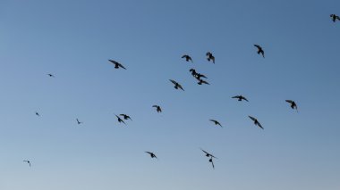 Büyük bir grup güvercin..