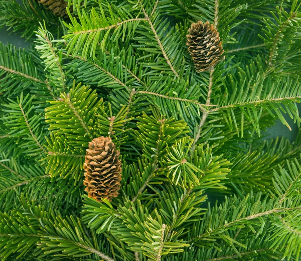 Pine branches with fir-cone. — Stock Photo, Image