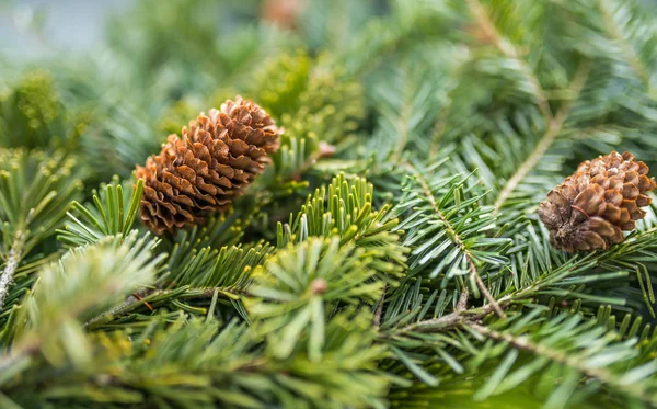 Pine branches with fir-cone.