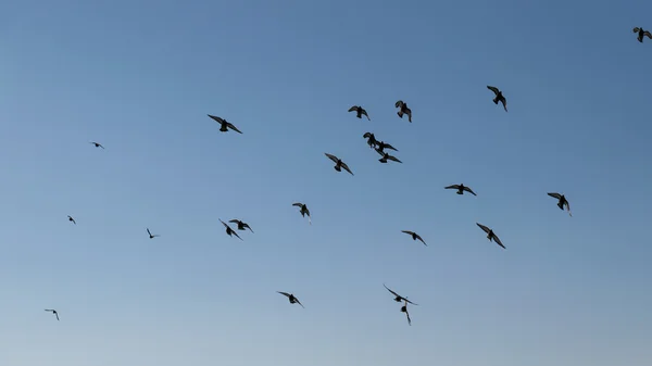 Große Gruppe von Tauben. — Stockfoto