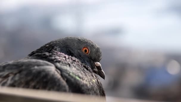 Pigeon gris . — Video