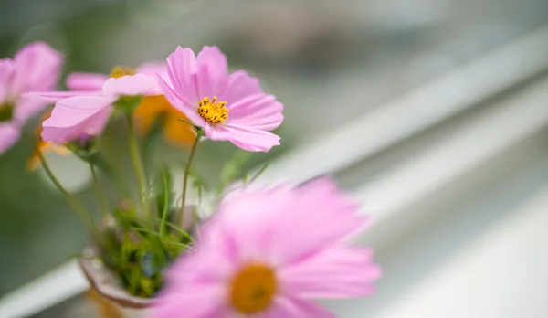 Fiori del cosmo in vaso . — Foto Stock