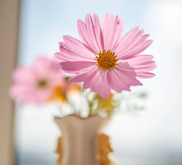 Blommor av rosa kosmos. — Stockfoto