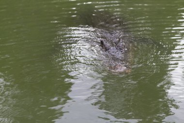 Timsah Kuzey Queensland, Avustralya
