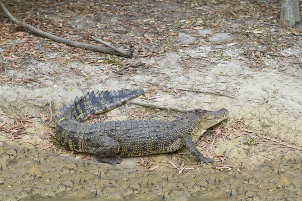 Crocodile in northern Queensland, Australia — Stock Photo, Image