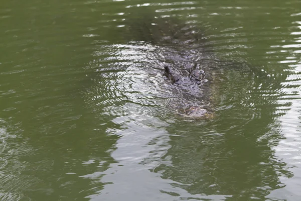 Crocodile in northern Queensland, Australia — Stock Photo, Image